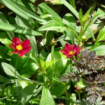 Coreopsis 'Mercury Rising'