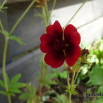 Potentilla thurberi 'Monarch's Velvet' - Ganzerik, Wateraardbei