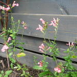 Salvia x jamensis 'California Sunset' - Salie