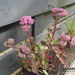 Sedum telephium 'Munstead Dark Red' - Vetkruid