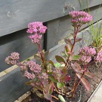 Sedum telephium 'Munstead Dark Red'