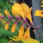 Crocosmia x crocosmiiflora 'Columbus' - Montbretia