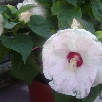 Hibiscus moscheutos 'LUNA'