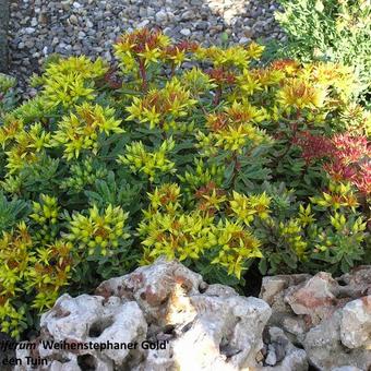 Sedum floriferum 'Weihenstepaner Gold'