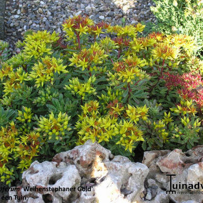 Vetkruid - Sedum floriferum 'Weihenstepaner Gold'