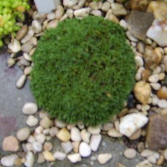 Dianthus noeanus