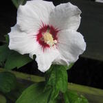 Hibiscus syriacus 'Monstrosus' - Altheastruik