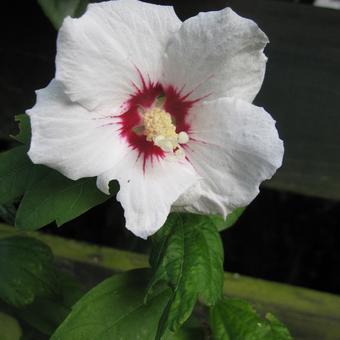 Hibiscus syriacus 'Monstrosus'