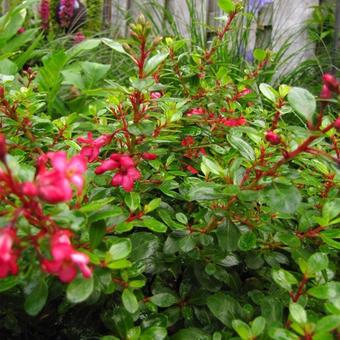 Escallonia 'Red Dream'