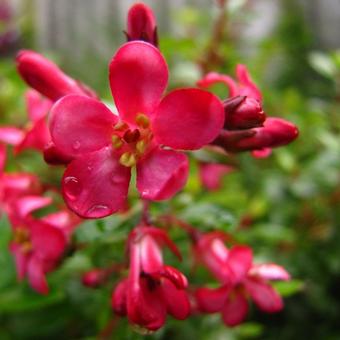 Escallonia 'Red Dream'