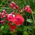 Phlox paniculata 'Red FLAME'