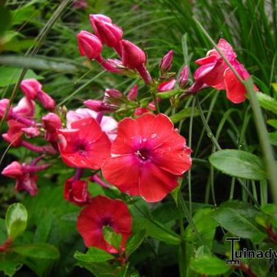 Vlambloem, floks - Phlox paniculata 'Red FLAME'