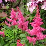 Astilbe x arendsii 'Rhythm and Beat' - Pluimspirea