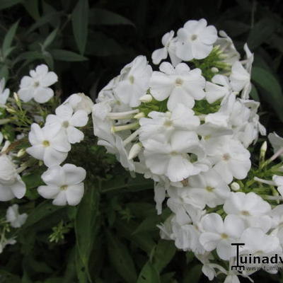 Floks, vlambloem - Phlox paniculata 'David'