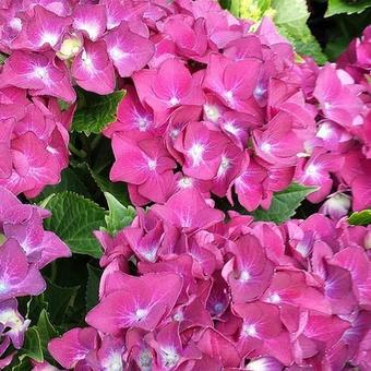 Hydrangea macrophylla 'Hot Red Violet'