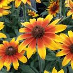 Rudbeckia ‘SUMMERINA'-serie - Rode zonnehoed