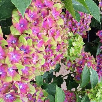 Hydrangea macrophylla 'Schloss Wackerbarth'