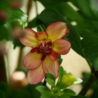 Dahlia 'Rawhide'