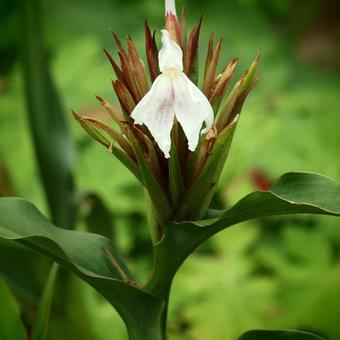 Roscoea x beesiana 'Monique'