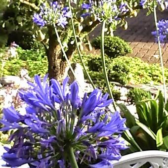 Agapanthus 'Headbourne Hybrids'