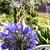 Agapanthus 'Headbourne Hybrids'