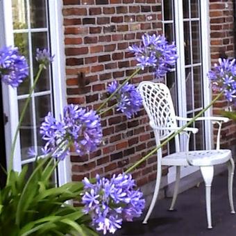 Agapanthus 'Headbourne Hybrids'