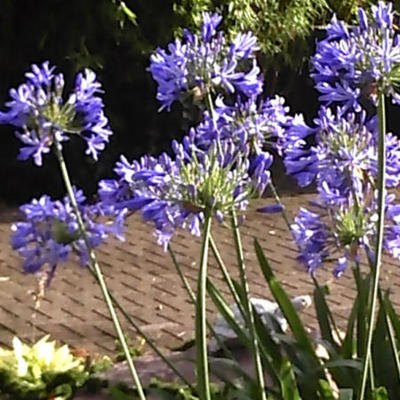 Agapanthus 'Headbourne Hybrids' - Afrikaanse lelie