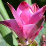 Curcuma Alismatifolia - Kurkuma, siamese tulp