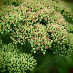 Sedum - Vetkruid