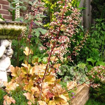 Heuchera 'Marmalade'