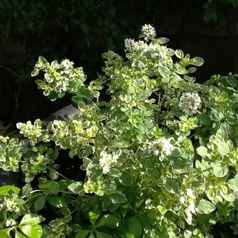 Origanum vulgare 'Panta'