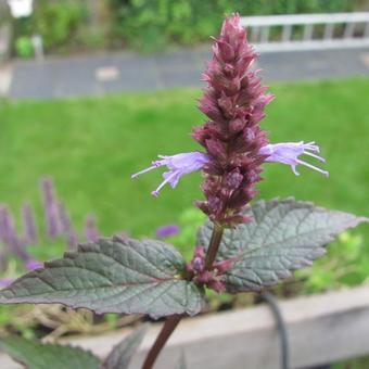 Agastache rugosa 'After Eight'