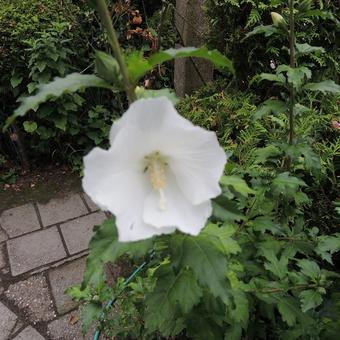 Hibiscus syriacus