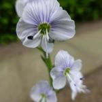 Veronica gentianoides 'Tissington White' - Ereprijs