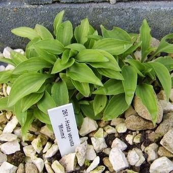 Hosta venusta