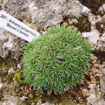 Armeria juniperifolia 'Bevan's Variety'