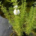 Mentha cervina 'Alba'  - Engels watermunt