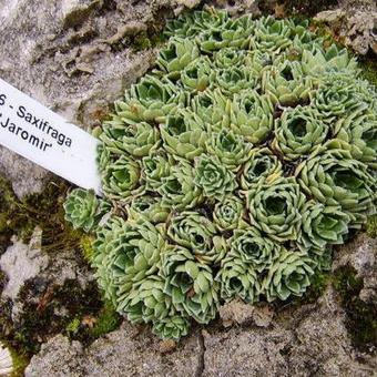 Saxifraga 'Jaromir'