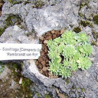 Saxifraga 'Rembrandt van Rijn'