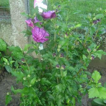 Hibiscus syriacus 'Purple Ruffles'