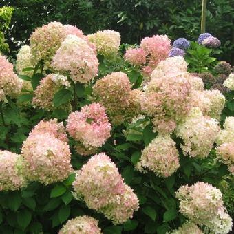 Hydrangea paniculata 'Limelight'