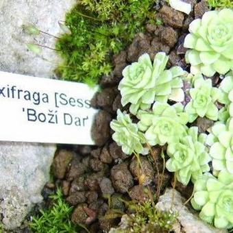 Saxifraga 'Boží Dar'