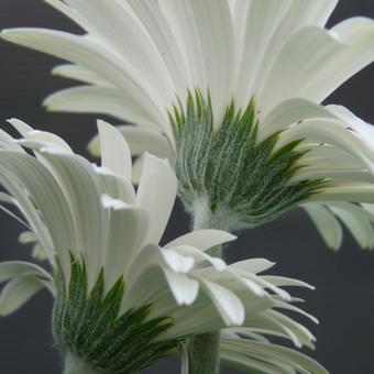 Gerbera garvinea