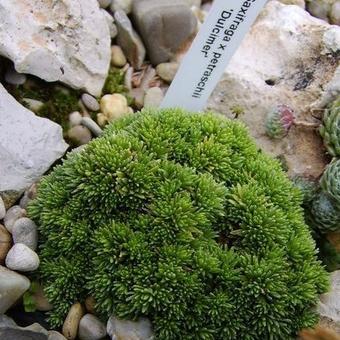 Saxifraga x petraschii 'Dulcimer'