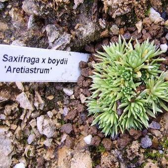 Saxifraga x boydii 'Aretiastrum'