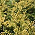 Ilex crenata 'Convexed Gold' - Japanse hulst