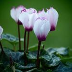 Cyclamen persicum - Patio cyclaam, alpenviooltje