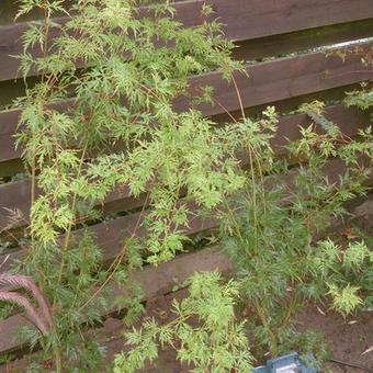 Acer palmatum var. dissectum 'Seiryu'