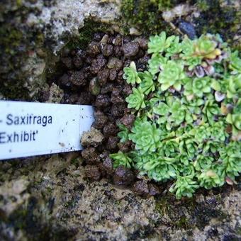 Saxifraga 'Exhibit'