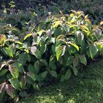 Cornus sericea 'Kelseyi' - Kornoelje